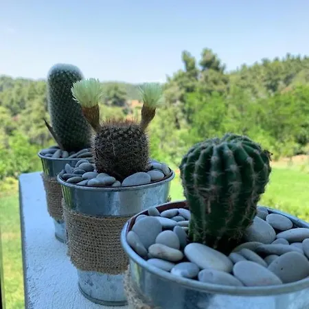 Cactus House Villa