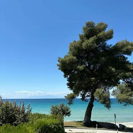 别墅 Cactus House *